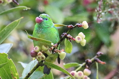 Chlorophonia callophrys