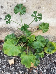 Malva moschata