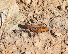 Omocestus haemorrhoidalis