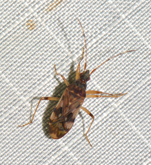 Ozophora picturata