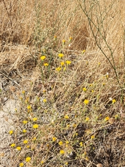 Lessingia glandulifera