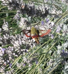 Hemaris fuciformis