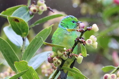 Chlorophonia callophrys