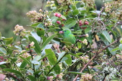 Chlorophonia callophrys