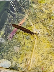 Limnoporus rufoscutellatus