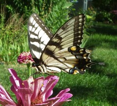 Papilio glaucus