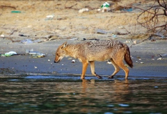 Canis aureus indicus