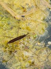 Limnoporus rufoscutellatus