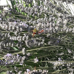 Hemaris fuciformis