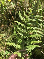 Athyrium filix-femina