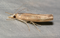 Parapediasia teterrellus