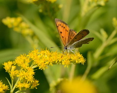 Lycaena dispar