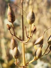 Penstemon spectabilis