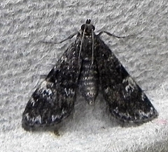 Elophila tinealis