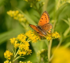 Lycaena dispar