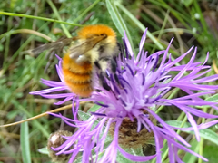 Bombus pascuorum