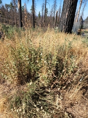 Penstemon spectabilis