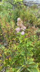 Spiraea alba