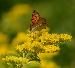 Lycaena dispar