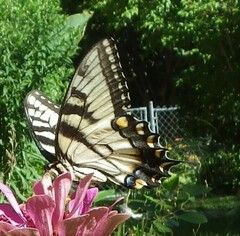 Papilio glaucus