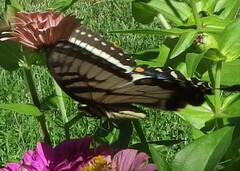 Papilio glaucus