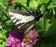 Papilio glaucus