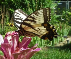 Papilio glaucus