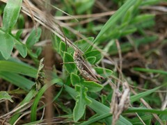 Omocestus haemorrhoidalis