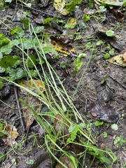Allium vineale