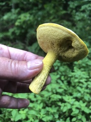 Retiboletus ornatipes