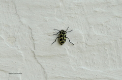Astylus atromaculatus