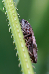 Lepyronia quadrangularis