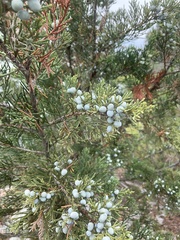 Juniperus