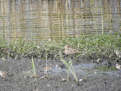 Calidris falcinellus