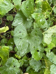Viola septentrionalis