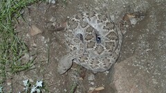 Crotalus atrox