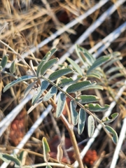 Astragalus douglasii