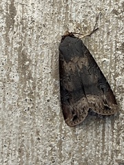 Agrotis ipsilon