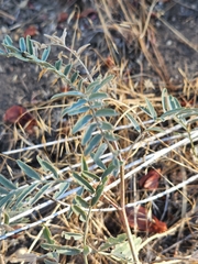 Astragalus douglasii