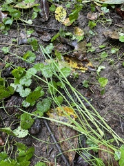 Allium vineale