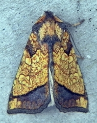 Papaipema rigida