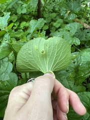 Viola septentrionalis