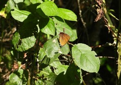 Thecla betulae