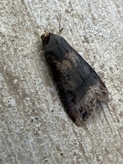 Agrotis ipsilon