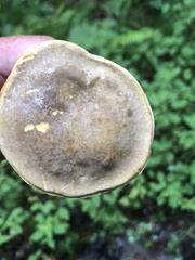 Retiboletus ornatipes