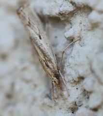 Agriphila geniculea
