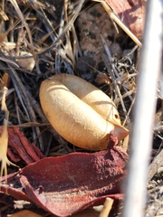 Astragalus douglasii