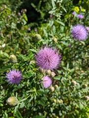 Cirsium altissimum