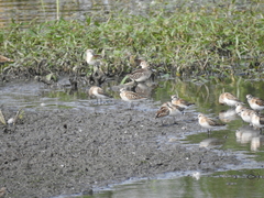 Calidris falcinellus