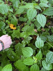 Hydrophyllum canadense